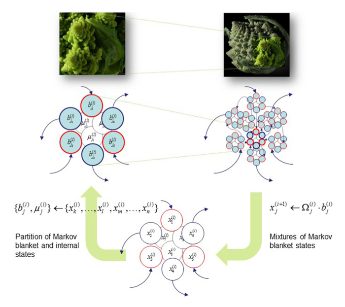 
Markov blankets can be recursively composed across spatial scales.
Here, internal states are denoted as \(\mu\), while \(b := \{u, o\}\) is the Markov blanket.
Reproduced from [<a href='https://www.sciencedirect.com/science/article/pii/S1571064517301409'>Ramstead et. al</a>].
